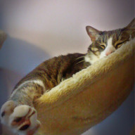 gatogabismall